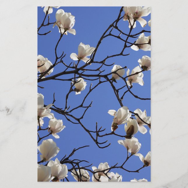 Magnolias blühen briefpapier (Vorderseite)