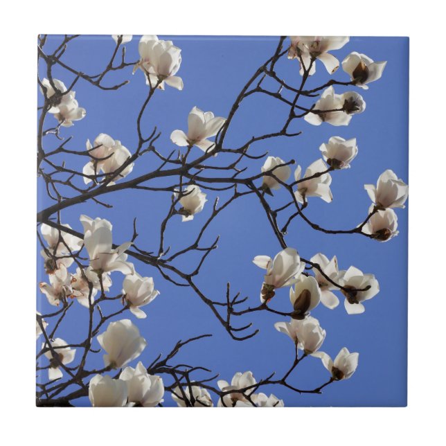 Magnolias blühen fliese (Vorderseite)