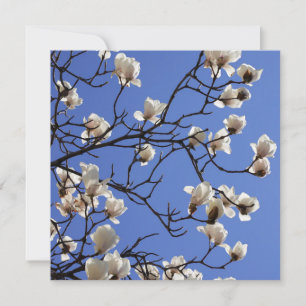 Magnolias blühen karte