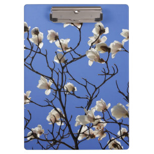 Magnolias blühen klemmbrett