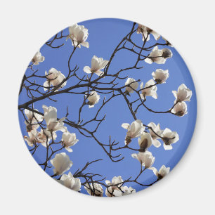 Magnolias blühen magnet