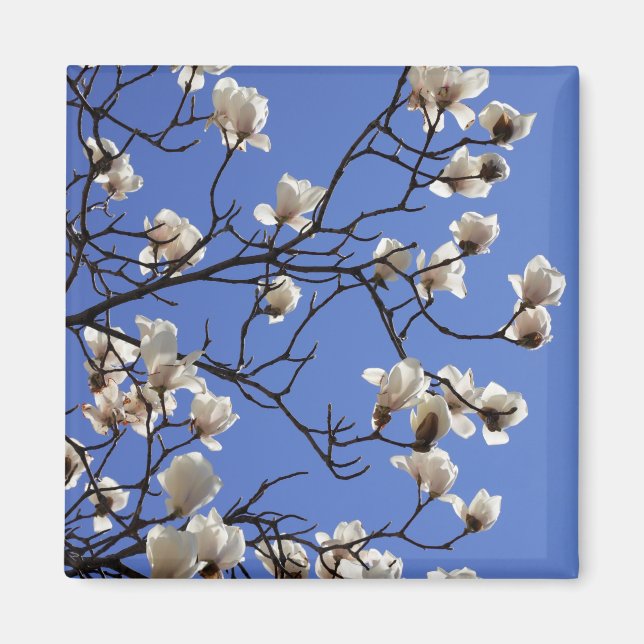 Magnolias blühen magnet (Vorne)