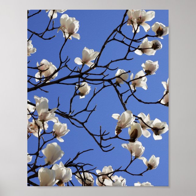 Magnolias blühen poster (Vorne)