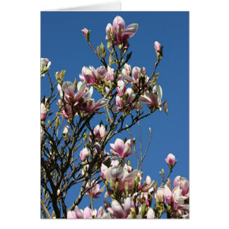 magnolias et ciel