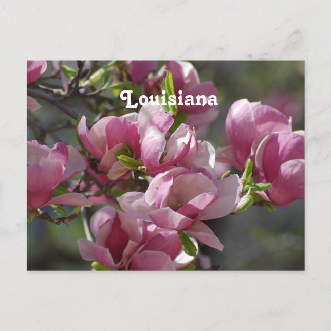 Magnolias Postkarte (Vorderseite)