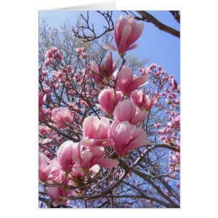 magnolias roses