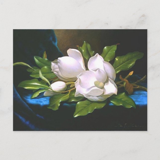 Magnolias sur Blue Velvet - Carte postale (Devant)