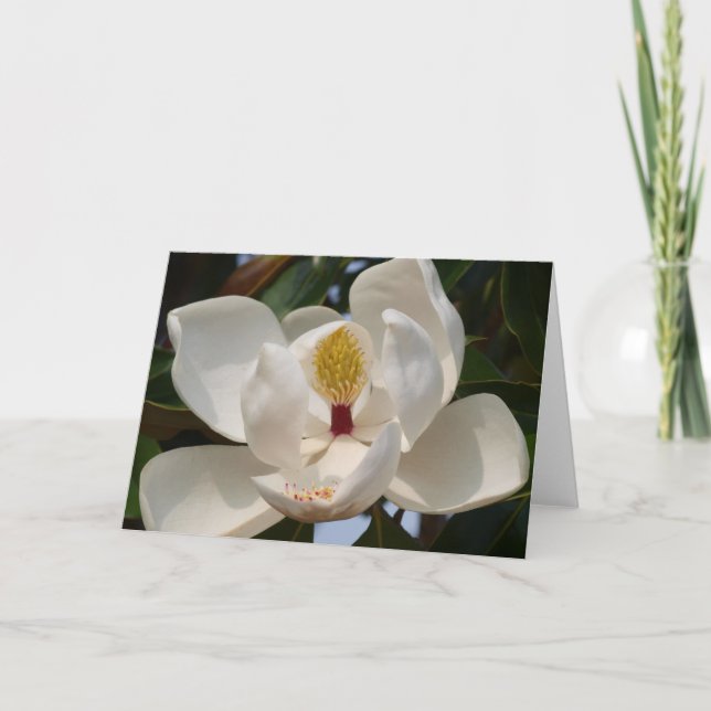 Magnolie 72 karte (Vorderseite)