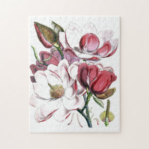 Magnolie asiatische Blume Vintage alte Illustratio