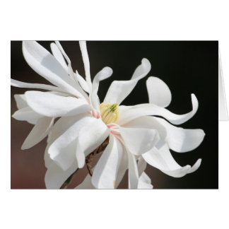 Magnolie blanche