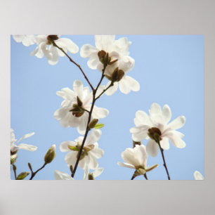 MAGNOLIE Blumen-Bäume 38 Blau-Kunst-Druck-Plakate Poster