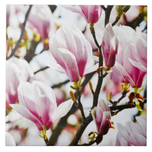 Magnolie Blumen Floral Botanisch Blüte Chic Fliese