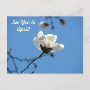 Magnolie-Blumen-Postkarten Service Wartung Postkarte