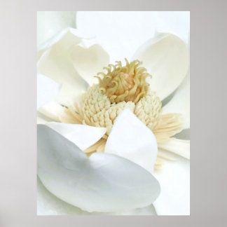 Magnolie Blüte                        Poster