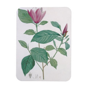 Magnolie entfärben, graviert durch Legrand (die Magnet