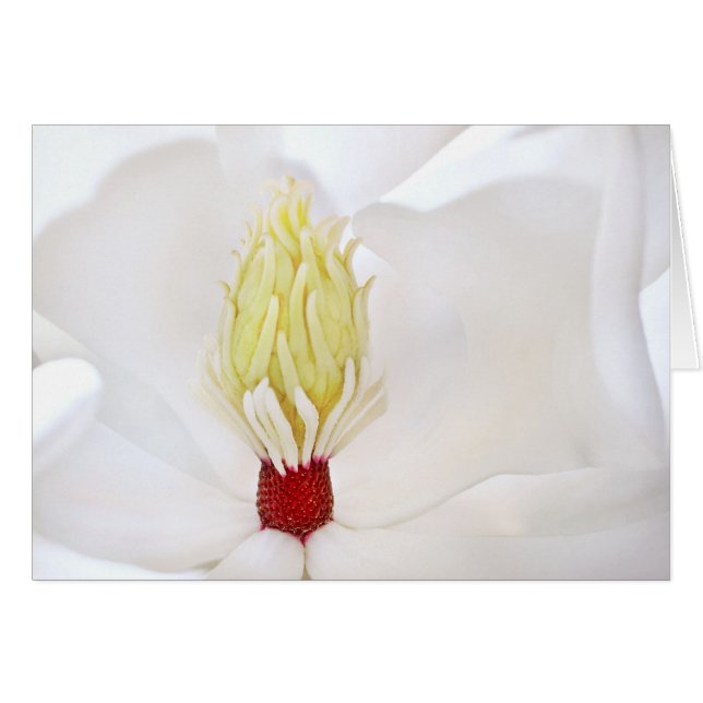 Magnolie Grandiflora (Vorderseite (Horizontal))