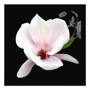 "Magnolie in der Blüte" photographischer Druck