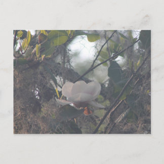 Magnolie mit spanischem Moos Postkarte