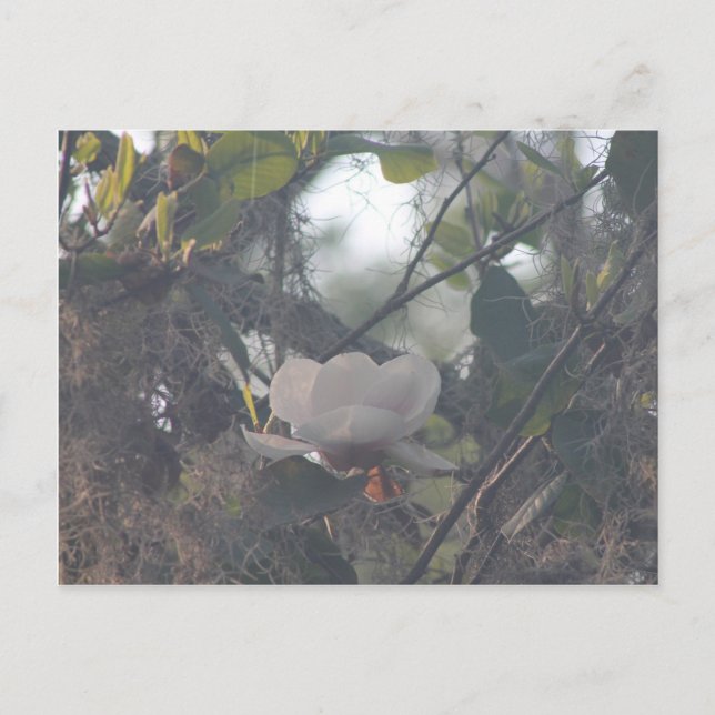 Magnolie mit spanischem Moos Postkarte (Vorderseite)