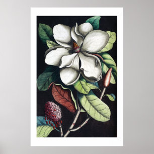 Magnolie Poster