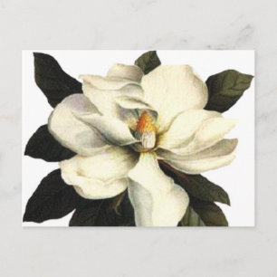 Magnolie Postkarte