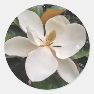 Magnolie Runder Aufkleber