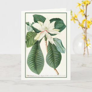 Magnolie, Vintage-Blumenillustration, Karte