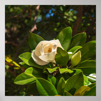 Magnolie von Korfu Poster