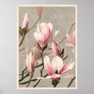 Magnolie von L. Prang Poster