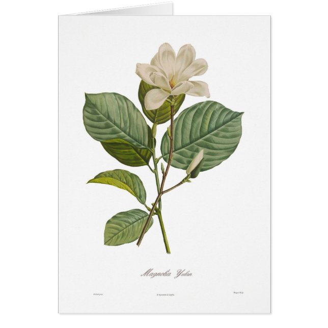 Magnolie yulan (Vorne)