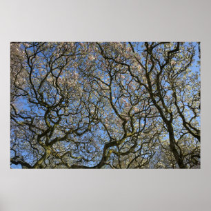 Magnolien Bäume, Zweige und Blossom 04 Poster