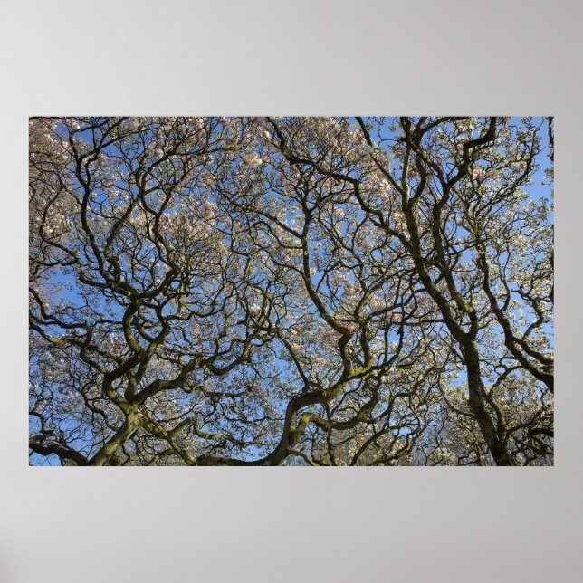 Magnolien Bäume, Zweige und Blossom 04 Poster (Vorne)