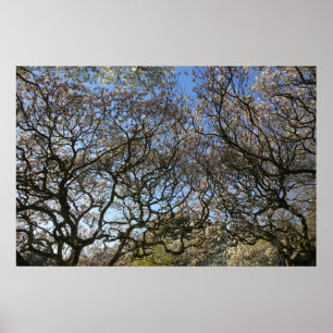 Magnolien Bäume, Zweige und Blossom 05 Poster