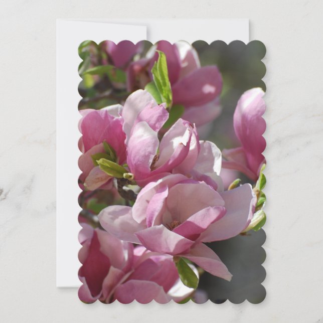 Magnolien blühen einladung (Vorderseite)
