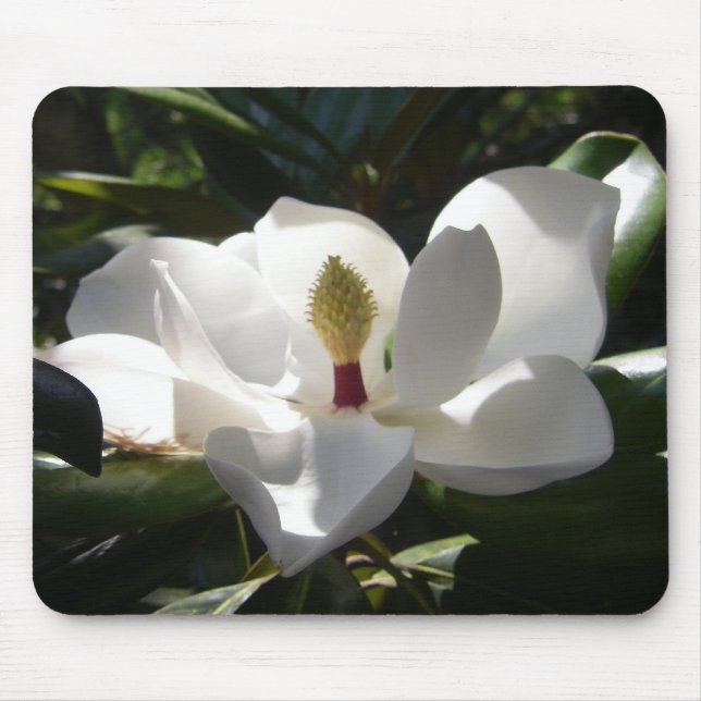 Magnolien-Blumenbaum-Blumen-Fotografie mousepad (Vorne)