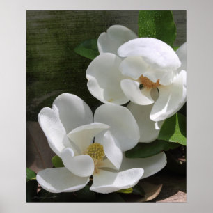 Magnolien-Blüte druckt -20x24 - andere Größen auch Poster