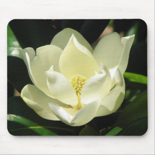 Magnolien-Blüte Mousepad