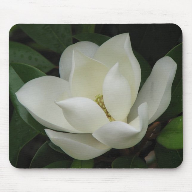 Magnolien-Blüte Mousepad (Vorne)