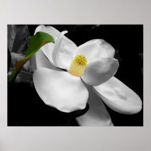 Magnolien-Blüten-Kunst-Druck Poster