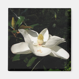 Magnolien-Blüten-Magnet Magnet