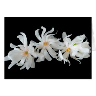 Magnolien-Blütentrio auf Schwarz