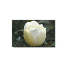 Magnolien-GrandifloraLeinwand-Druck
