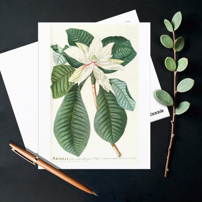Magnolien III (1750-1773) Postkarte (Von Creator hochgeladen)