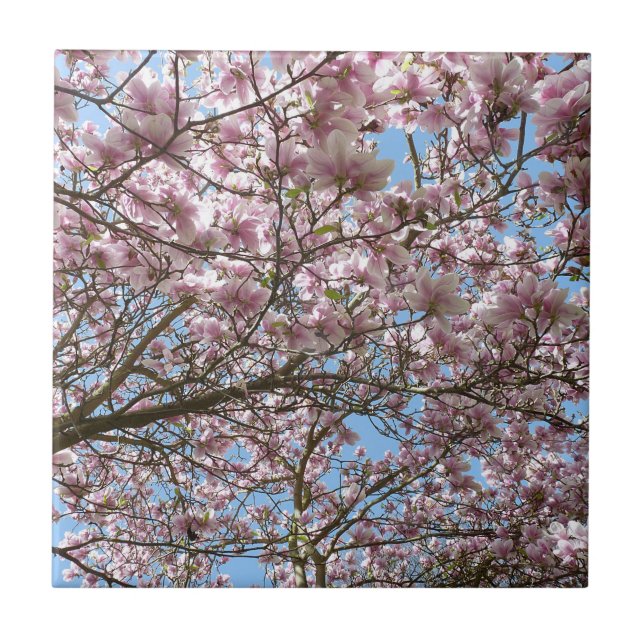 Magnolien im April Fliese (Vorderseite)