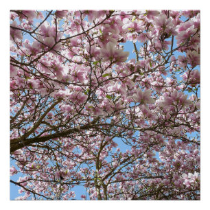 Magnolien im April Poster