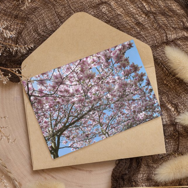 Magnolien im April Postkarte (Von Creator hochgeladen)