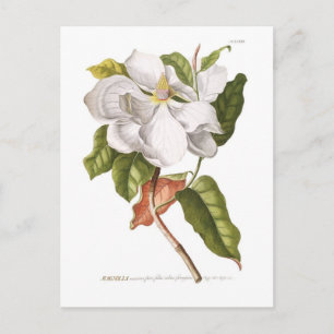 Magnolien. Postkarte