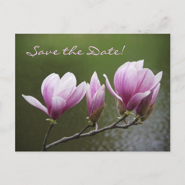 Magnolien, Save the Date! Ankündigungspostkarte (Vorderseite)
