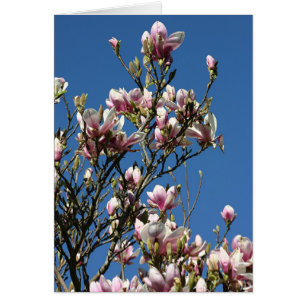 Magnolien u. Himmel