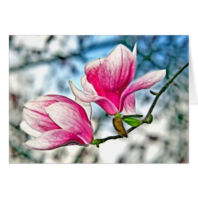 Magnolien und blauer Himmel (Vorderseite (Horizontal))